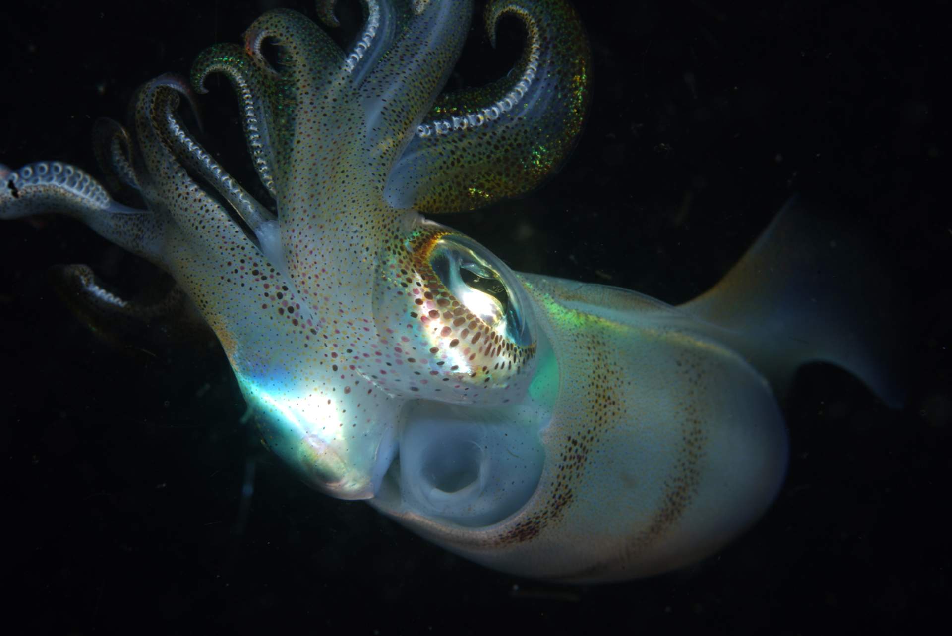 Indonesia - Diving in deeper