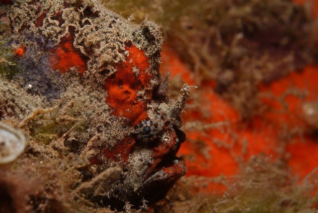 Frogfish