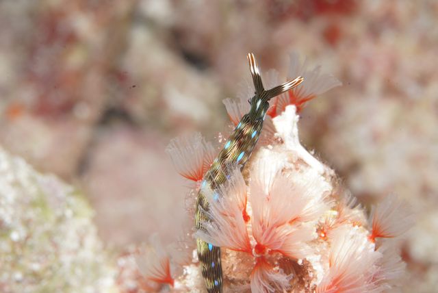Nudibranch