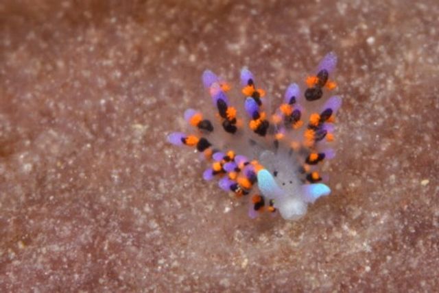 Cute Nudi