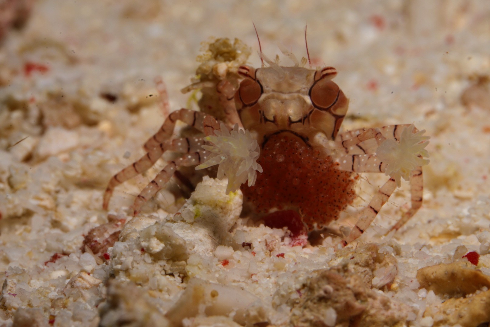 Like a chearleader, the Pompom/Boxer Crab waved his fluffy pompoms around.