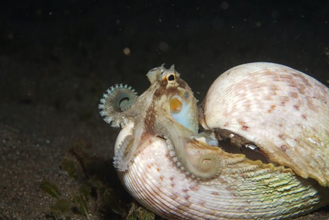 Coconut Octopus