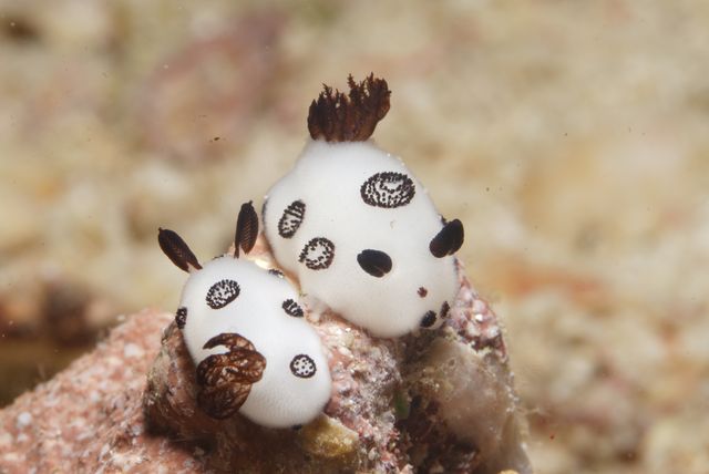 Cow Nudi