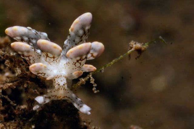 Nudi