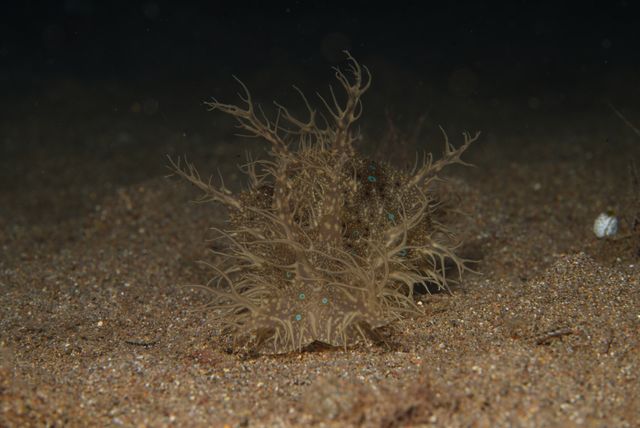 Seahare
