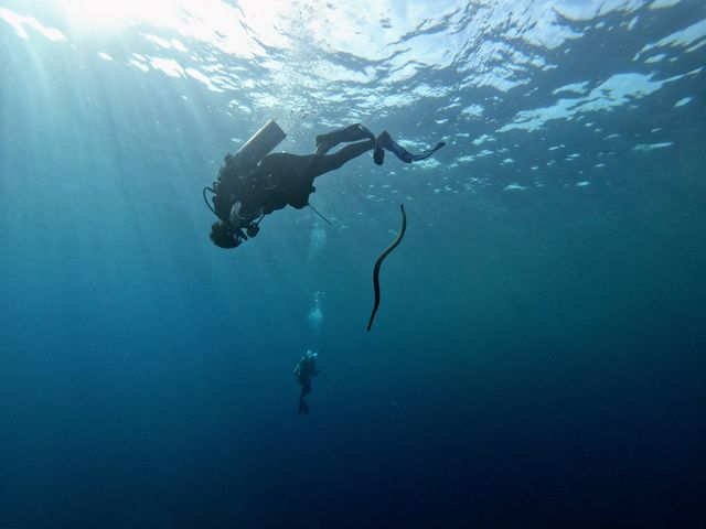 Sea Snake