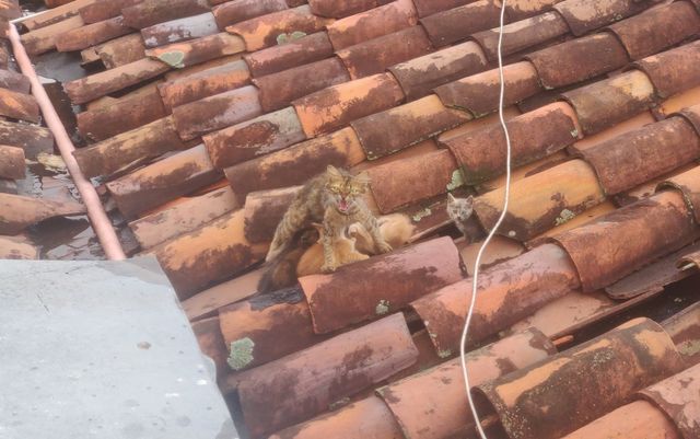 Overprotective Cat