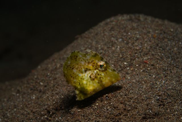 Leaf Fish