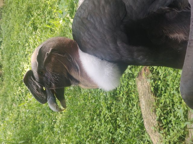 Condor