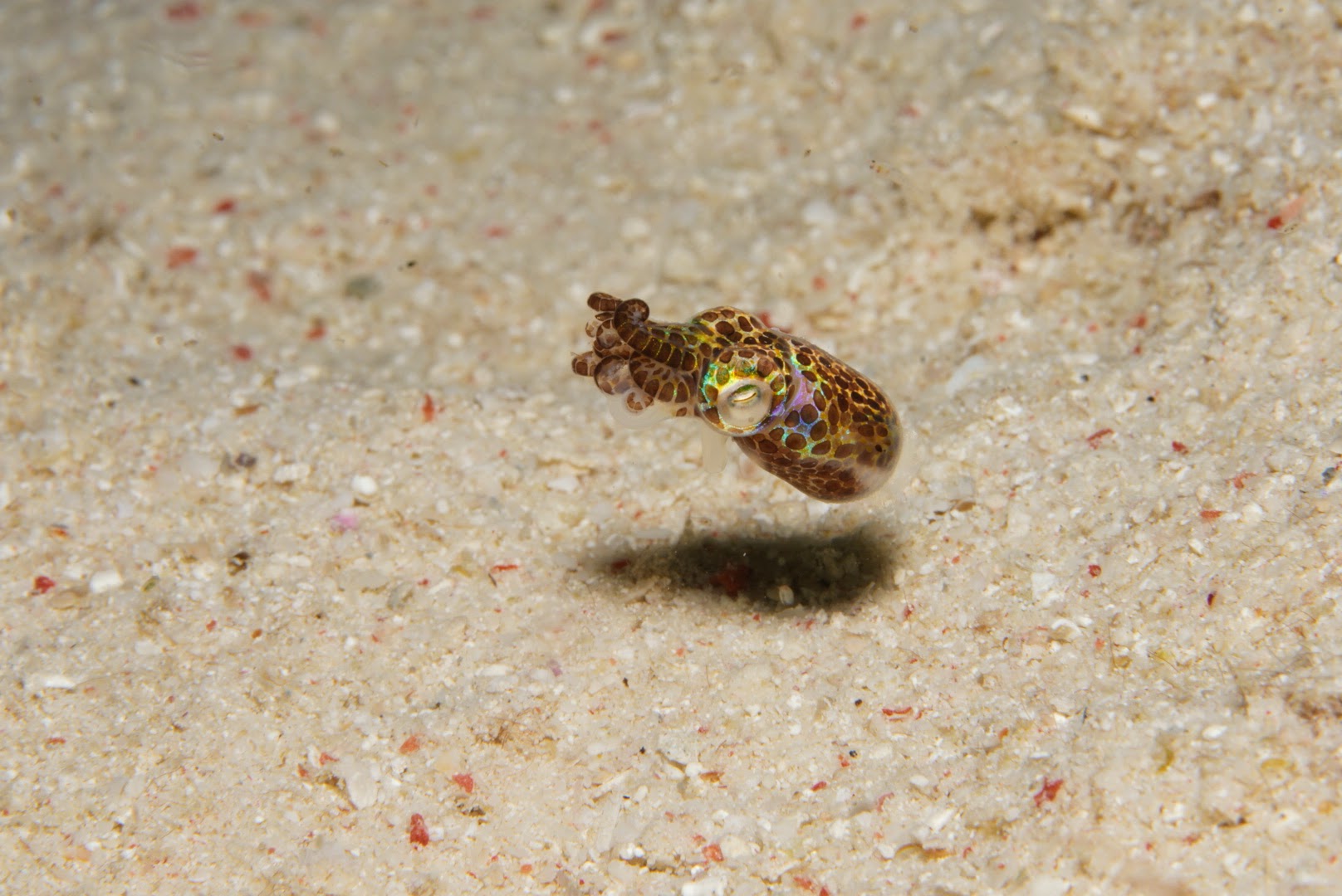 Bobtail Squid