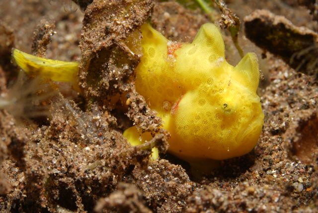 Frogfish
