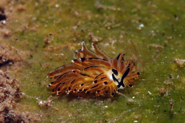 Nudi