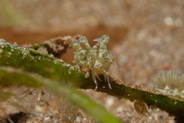 Nudi