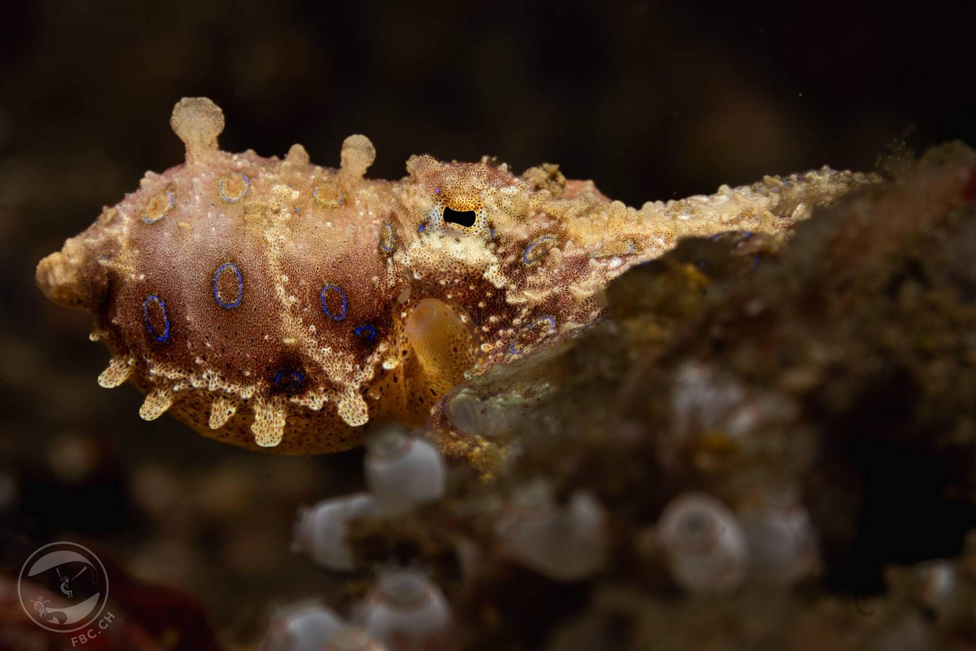 Speed dating Lembeh