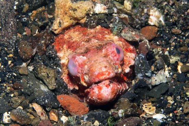 Eel