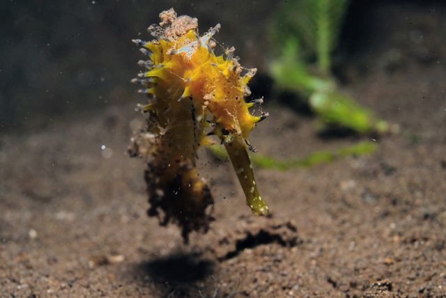Seahorse