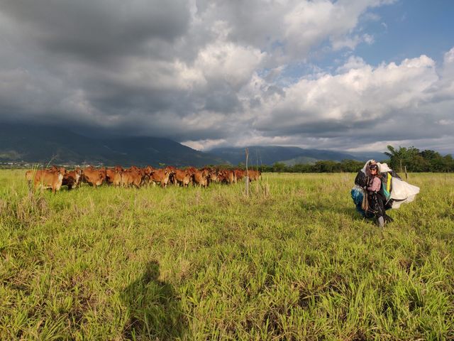 Landing Piedechinche in cows