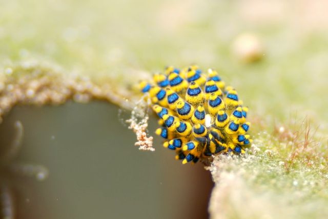 Nudi