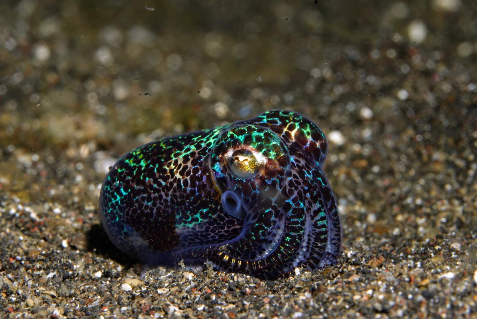 Indonesia - Lembeh Muck diving