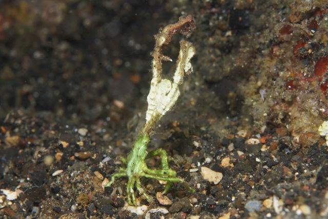 Decorator Crab