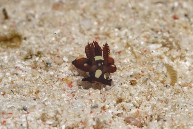 Nudi