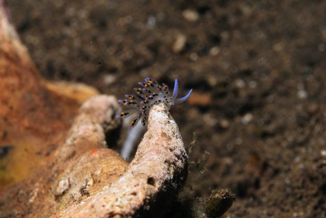 Nudi