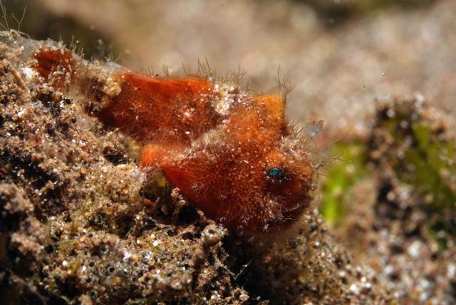 Red Frogfish