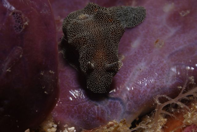 Starry Night Nudibranch