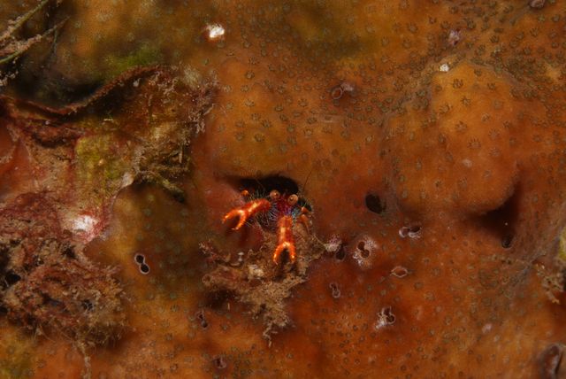 Crab