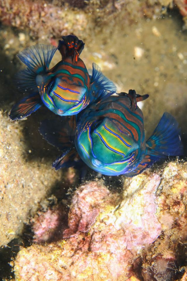 Mandarin Fish