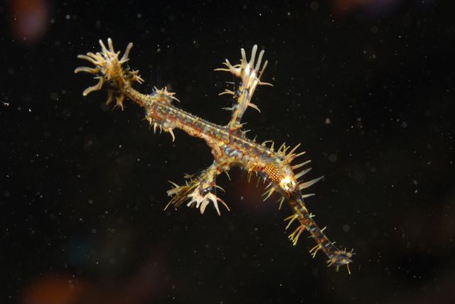 Ornate Pipefish