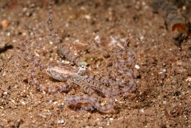 Mimic Octopus