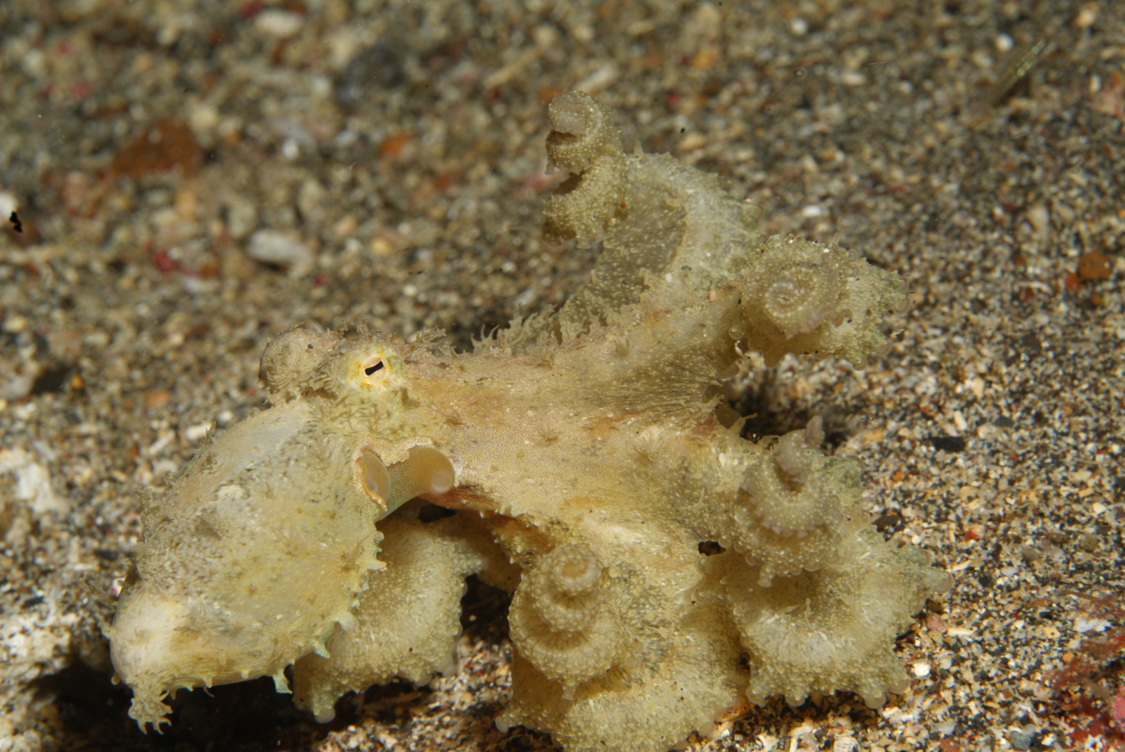 Algae Octopus