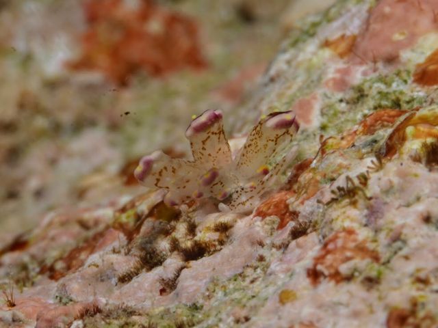 Nudi