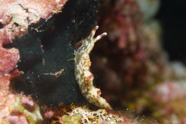 Nudibranch