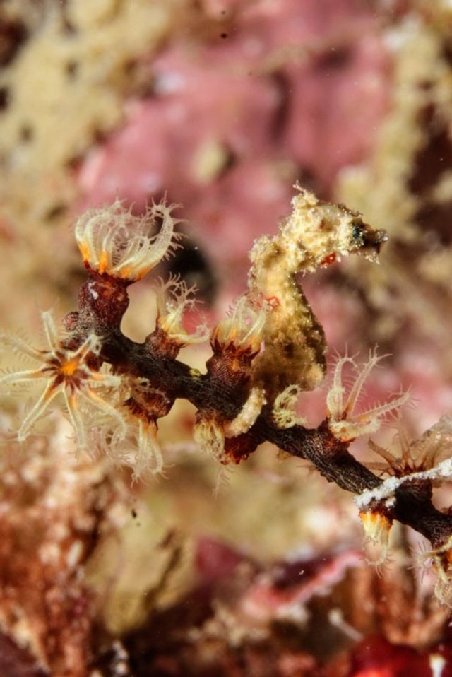 Sea Horse