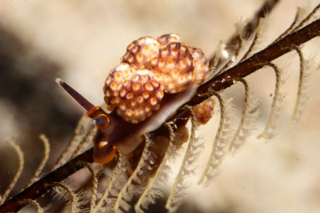 Nudi