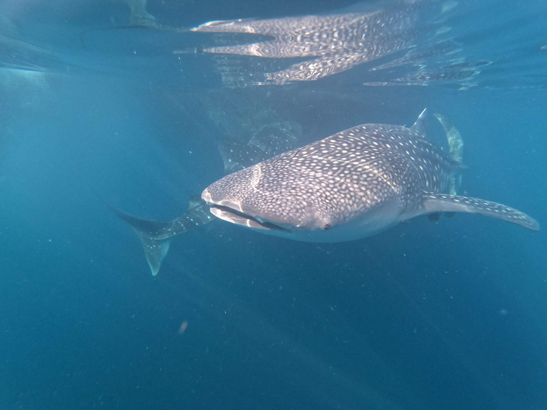 Ecuador