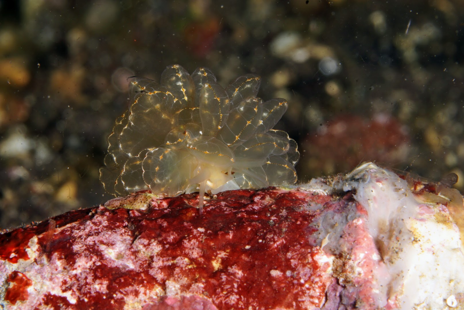 Butterfly Nudibranch