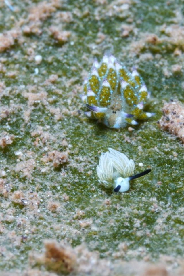 Sheep Nudi