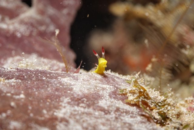 Cute Nudi