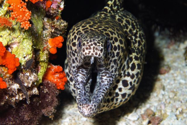Eel