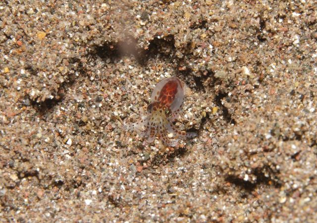 Baby Octopus