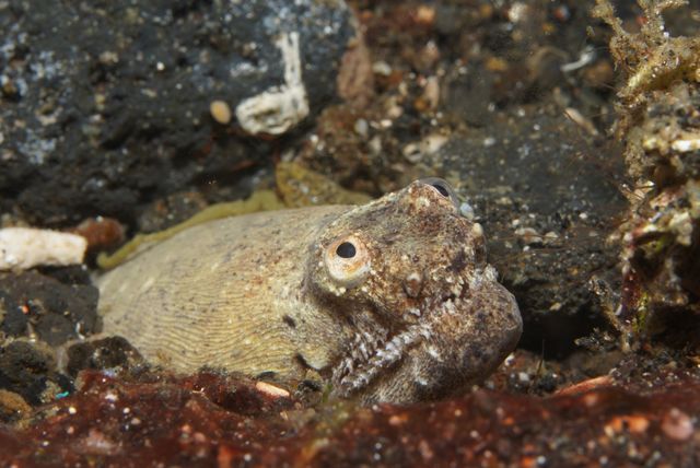 Eel
