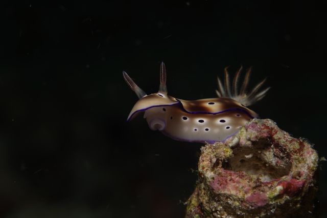 Nudi