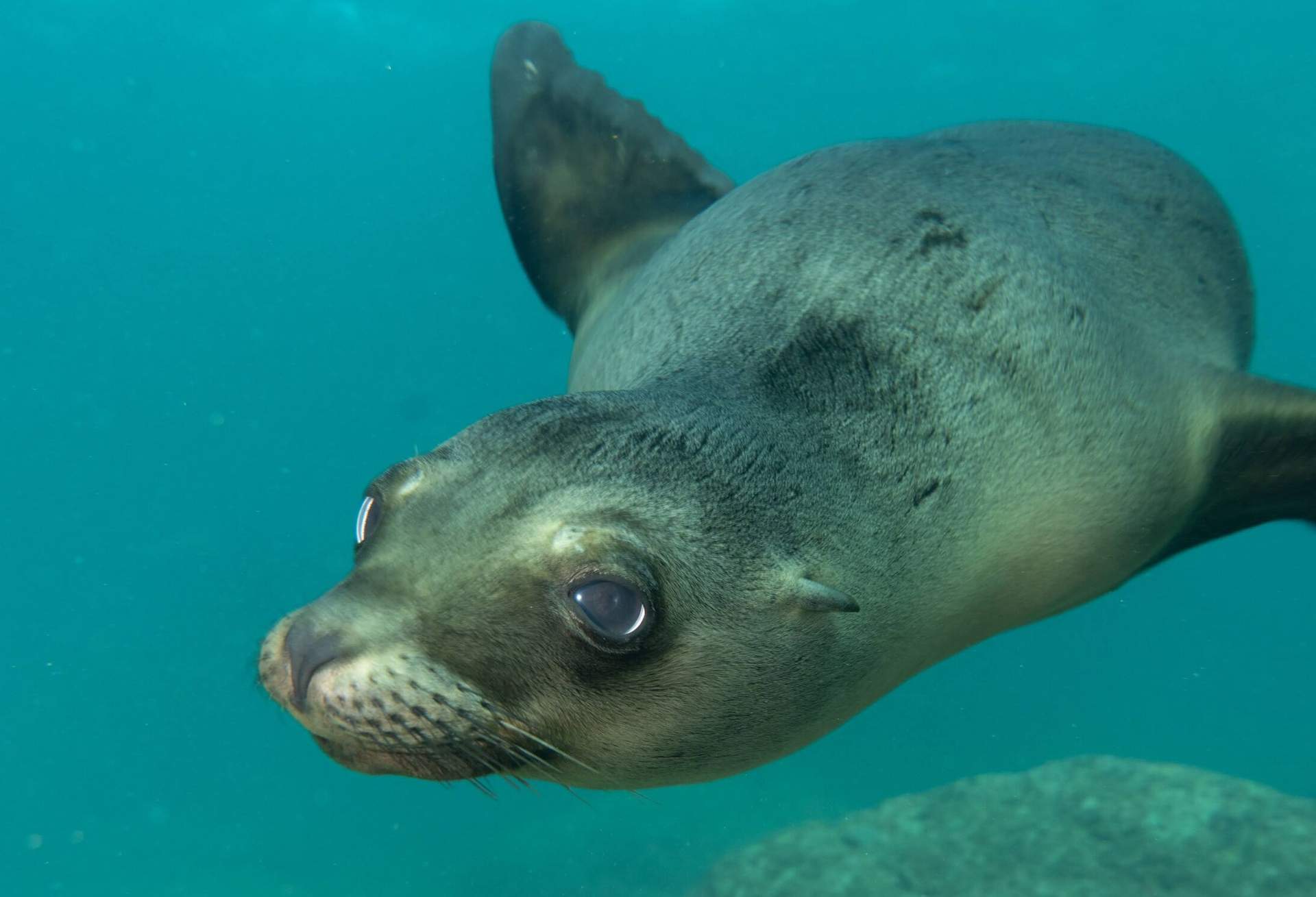 Sea Lions Of Cortez