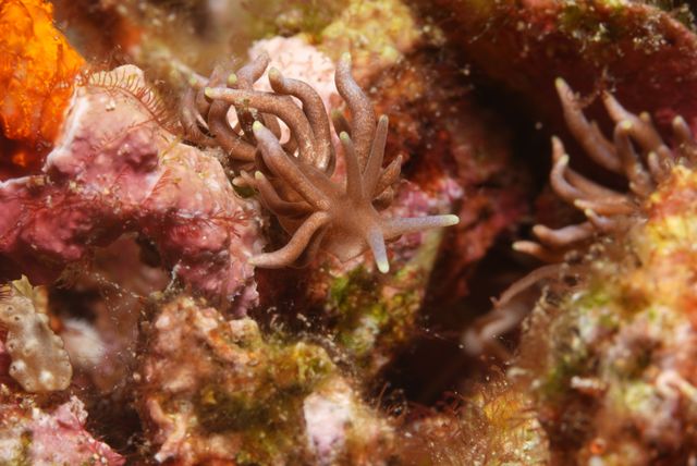 Nudibranch