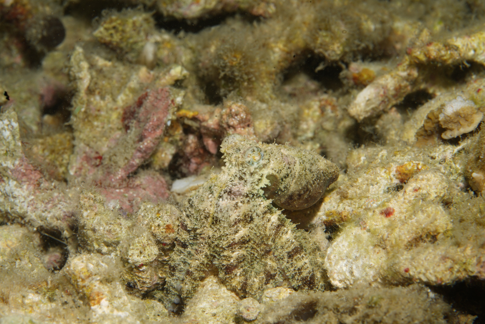 Algae Octopus