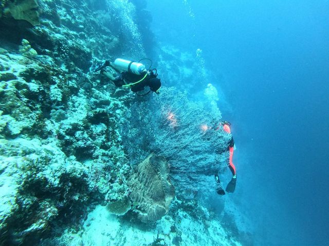 Silke searches a sea fan