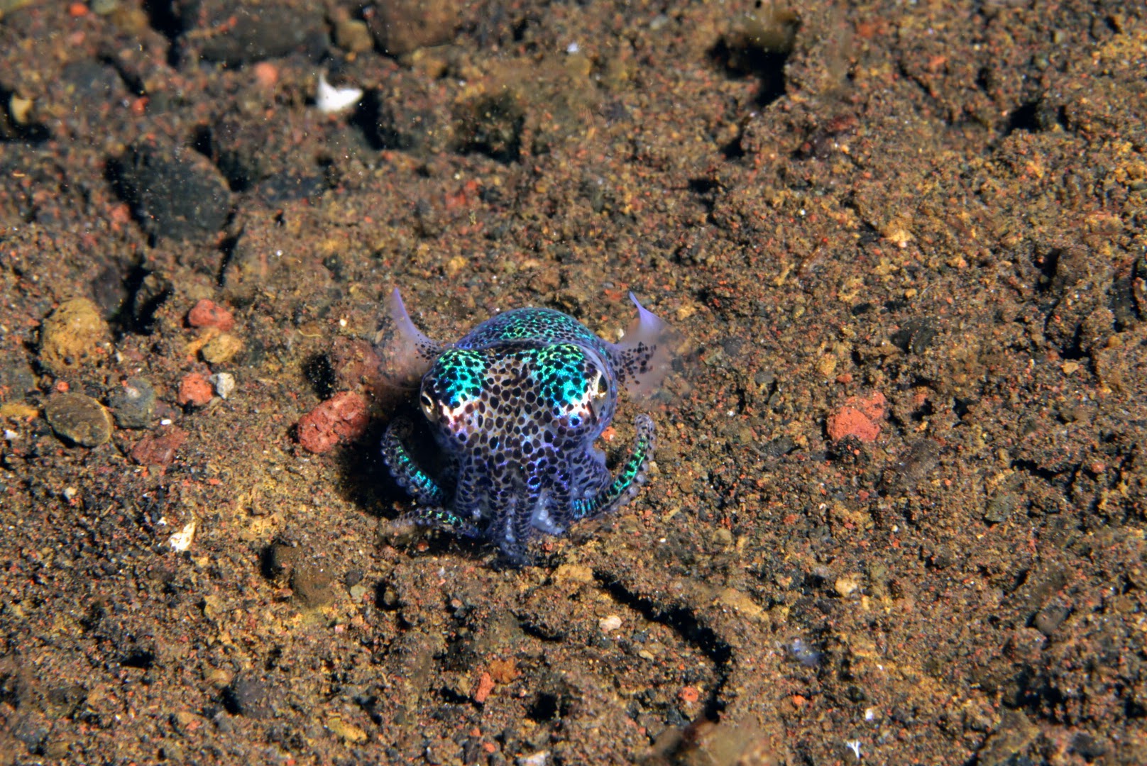 Bobtail Squid